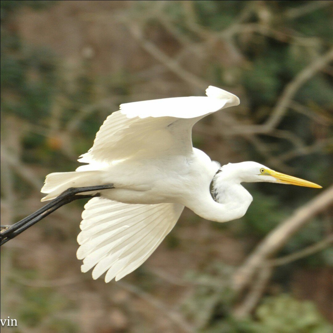 Conservation Volunteer Day